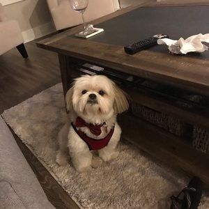 Meet your Posher, Carmen